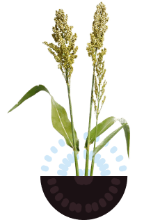 sorghum